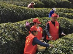 保康：101家茶叶企业全部复工复产-襄阳晋中市农业农村局