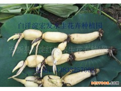 荷花 荷花藕苗 藕种 莲藕苗 莲藕种苗、承接水生植物种植