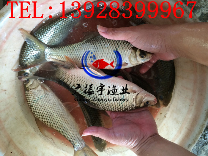 广振宇经营出售笋壳鱼鱼苗批发青鱼价格
