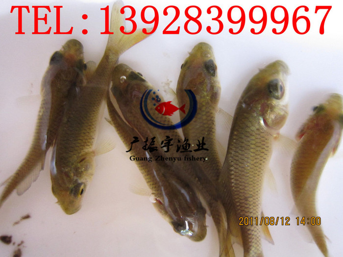 广振宇经营出售草鱼鱼苗鲶鱼价格笋壳鱼鱼苗批发