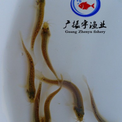 广振宇经营出售缩骨大头鱼苗批发胭脂鱼价格