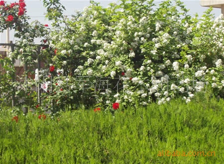 供应——蔷薇，蔷薇苗。灌木，绿化苗木-花卉