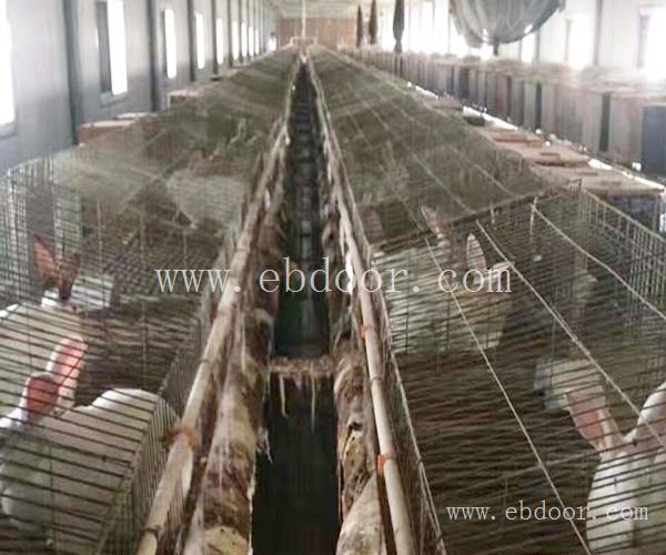 杂交野兔-宏盛养兔厂种兔-杂交野兔养殖基地