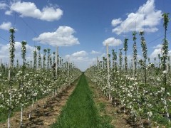 鹤壁市园艺站展开苹果化学疏花疏果实验-宝鸡鹤壁市农业农村局