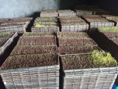 安义：春耕消费，社会化效劳组织来帮助