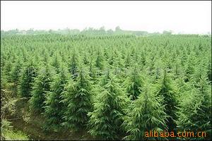 供应江苏苗木，沭阳花木，苏北花卉