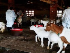 九江农业信息网,濂溪区“部门协作、人畜同步”，展开血吸虫病防治任务