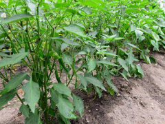 防疫时期贵州省辣椒消费技术要点