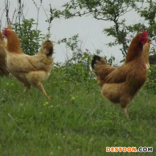 众鑫江汉鸡苗  五黑一绿鸡苗 高产土鸡苗 绿壳鸡苗 鸡苗批发 散养土鸡蛋 绿壳鸡蛋 脱温种鸡苗 鸡苗孵化 鸡苗养殖技术