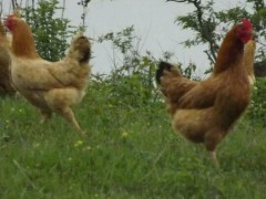 众鑫江汉鸡苗  五黑一绿鸡苗 高产土鸡苗 绿壳鸡苗 鸡苗批发 散养土鸡蛋 绿壳鸡蛋 脱温种鸡苗 鸡苗孵化 鸡苗养殖技术