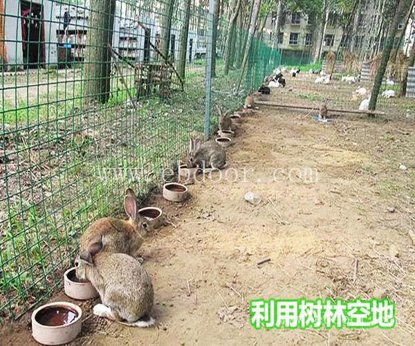 比利时兔出售-河南比利时兔-宏盛养兔厂