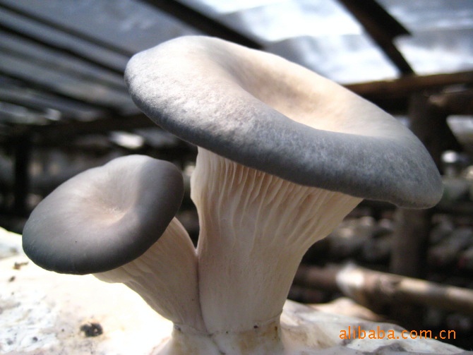 无公害山珍草菇！慈禧太后喜欢的草菇。