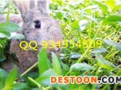 江东特种养殖动物有哪些