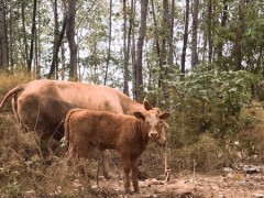 [供]出售肉牛，出售肉牛