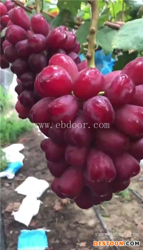 浙江甬优一号葡萄苗-根明葡萄苗基地-甬优一号葡萄苗采购