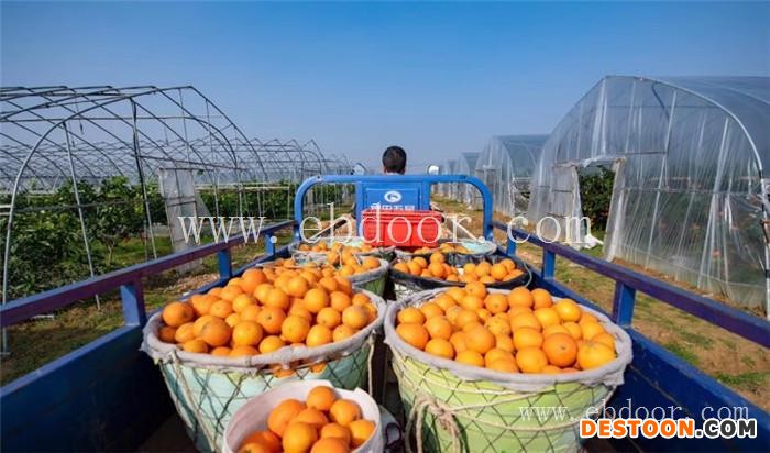 果冻橙批发-润昌果业-果冻橙