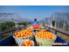 果冻橙批发-润昌果业-果冻橙