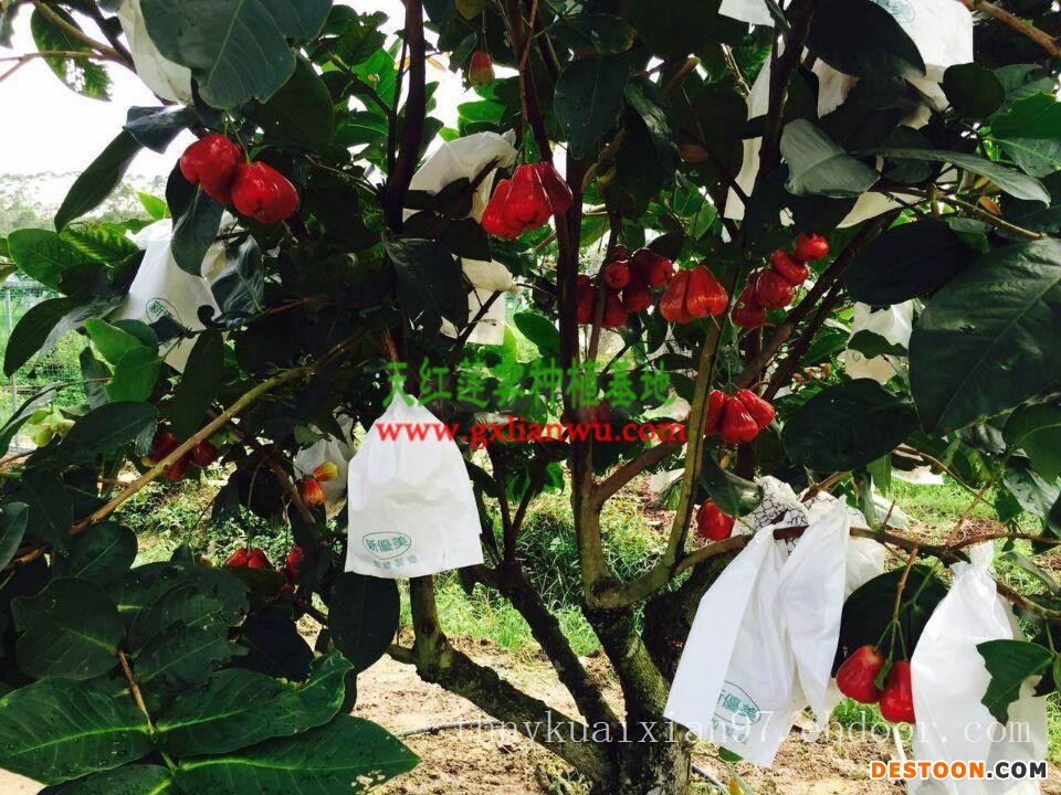 湖南哪里有莲雾苗供应|防城港哪里能买到莲雾苗