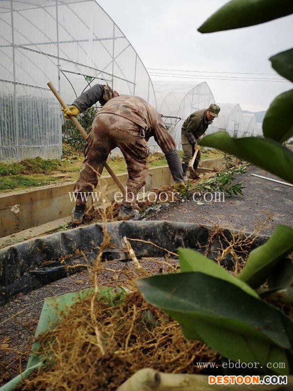 果冻橙批发-文山果冻橙-润昌果业