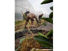 果冻橙批发-文山果冻橙-润昌果业