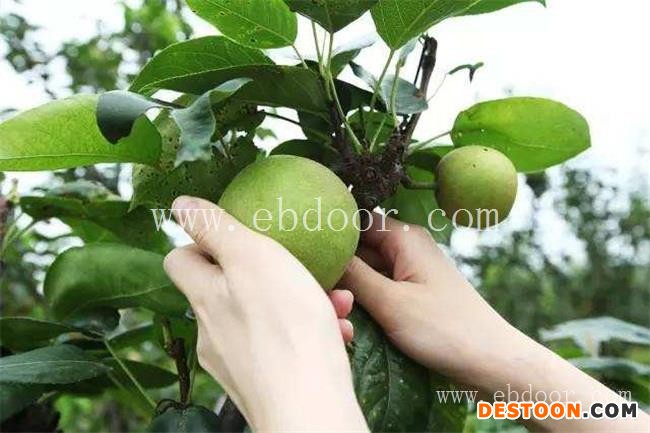 北京梨子-绿之堂-梨子的功效与作用