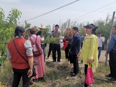 干在实处　走在前列：农技专家效力团深化田间地头“诊断开方”