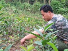 六安桂花苗--桂花苗如何培植?