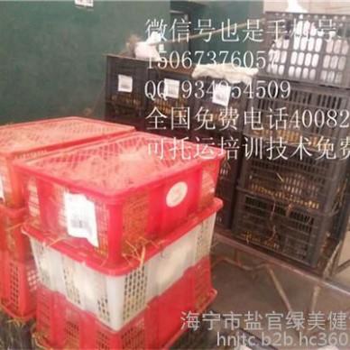 青岛创业养殖好项目节粮型草食经济动物批发厂家