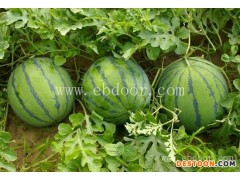 上海西瓜-西瓜热量-绿之堂(优质商家)