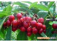 樱桃苗-樱桃苗报价-根明葡萄专业合作社(推荐商家)