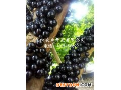 哪里能买到品种好的树葡萄种苗，巴西甜樱桃挂果期