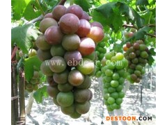 金华葡萄苗种植基地-金华葡萄苗-根明葡萄苗销售全国(查看)