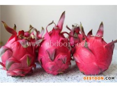 金都一号火龙果苗价格-大博金(在线咨询)-嵩县火龙果苗