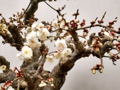 第八届中国·鄢陵蜡梅梅花文化节启幕