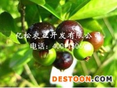 树葡萄图片_供应福建实惠的嘉宝果