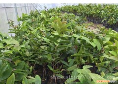贵州哪里有莲雾苗供应-哪里能买到莲雾苗