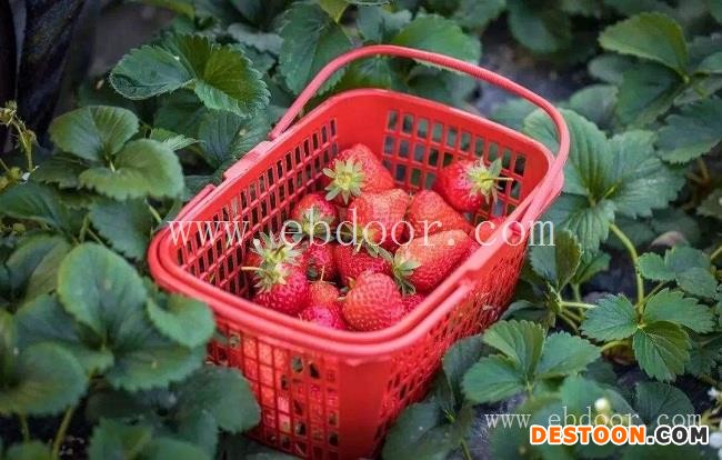 盆栽草莓-绿之堂(在线咨询)-杭州草莓