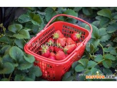 盆栽草莓-绿之堂(在线咨询)-杭州草莓