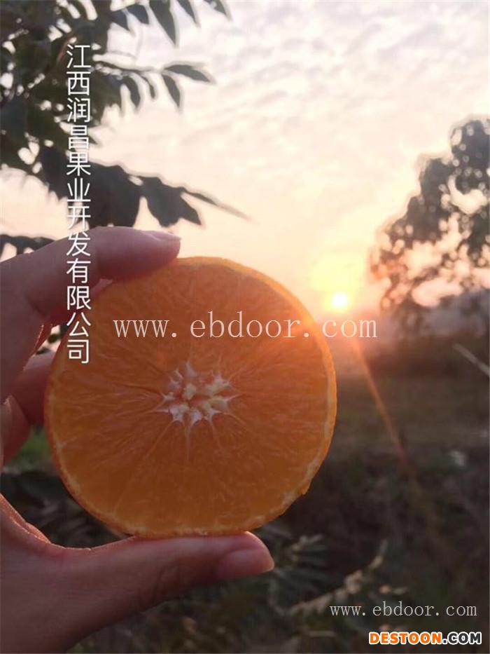 果冻橙-润昌果业-云南果冻橙