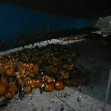 [供]地区从化，线ji鸡，168天