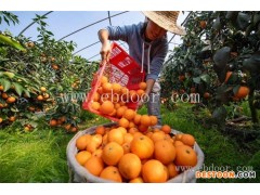 果冻橙保鲜方法-润昌果业-果冻橙