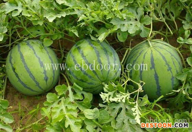 西瓜批发价格-绿之堂(在线咨询)-深圳西瓜