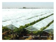 葡萄专用膜厂家|品质好的葡萄专用膜哪家有