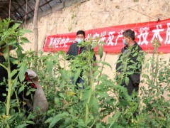 耀州：乡土人才进大棚 助力春耕农民乐