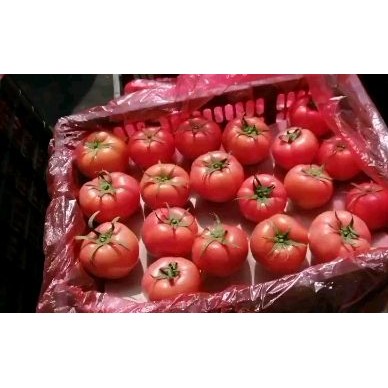 [供]大量供应费县西红柿15615499625