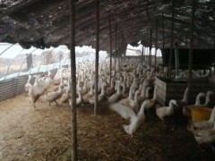 [供]出售商品鹅，1700只。