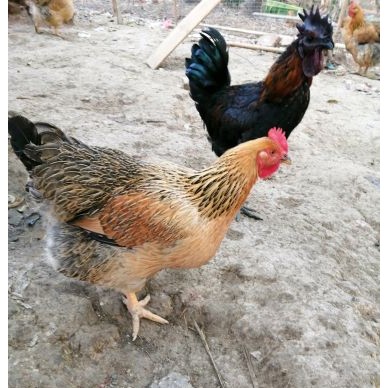 [供]竹林散养走地鸡