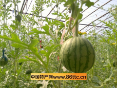 山东山东西瓜产地-西瓜的食疗保健