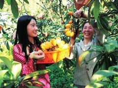 纳溪区：延迟一月上晋中市 早花枇杷价高货俏