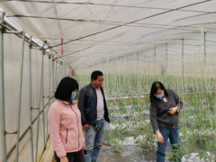 鹤壁市农业专家疫情时期效力菜农